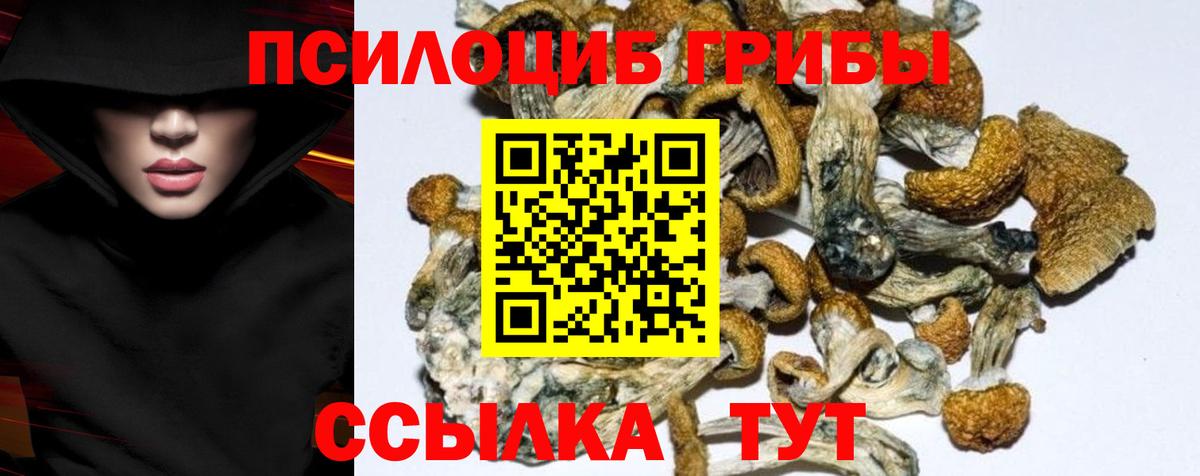 Псилоцибиновые грибы Psilocybine cubensis Богданович